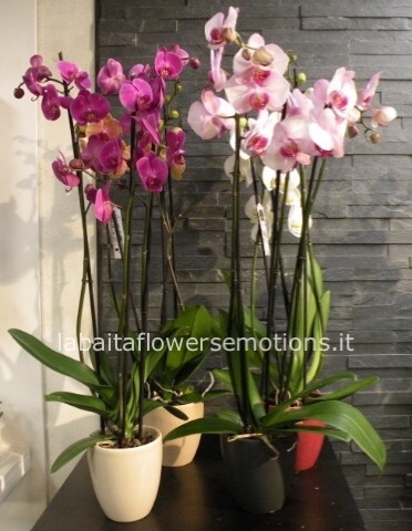 ORCHIDEA PHALAENOPSIS