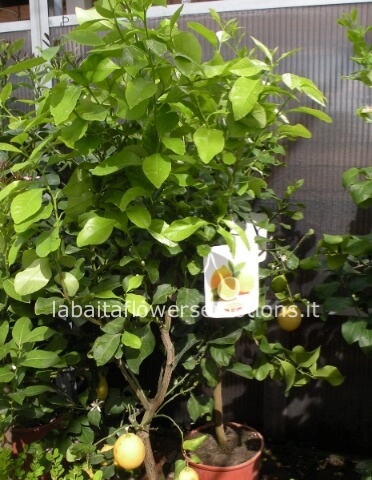 LIMONE